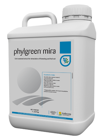 phylgreen mira