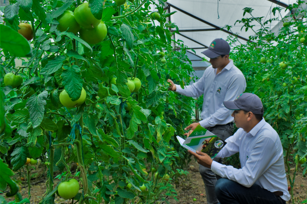 Asistencia técnica